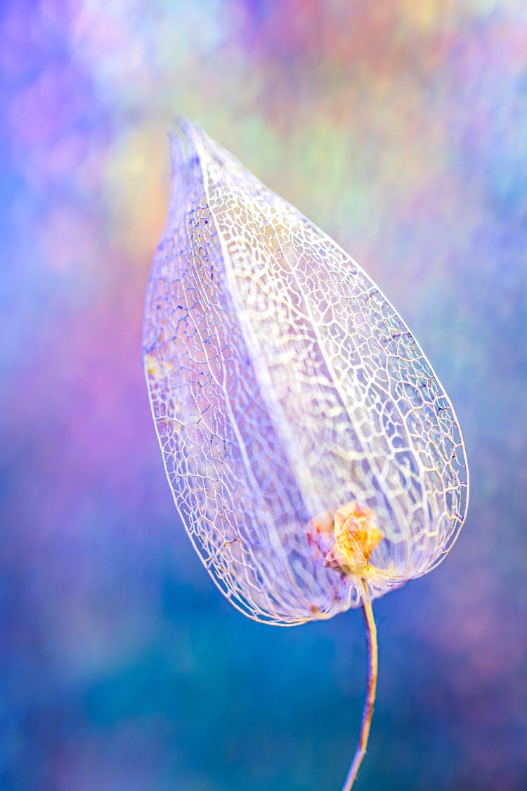 A Bladder Cherry Flower In Close-up Shot