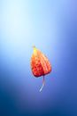 Bladder Cherry in Close Up Photography