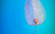 White and Green Net on Blue Surface