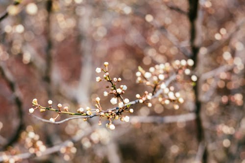 Imagine de stoc gratuită din arc, bokeh, înflorire