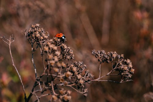 Ladybug on Withered Plant