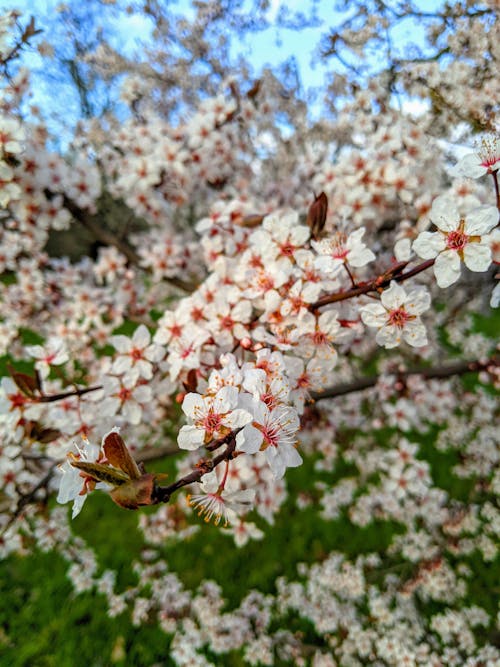 Gratis arkivbilde med blomster, blomstre, delikat