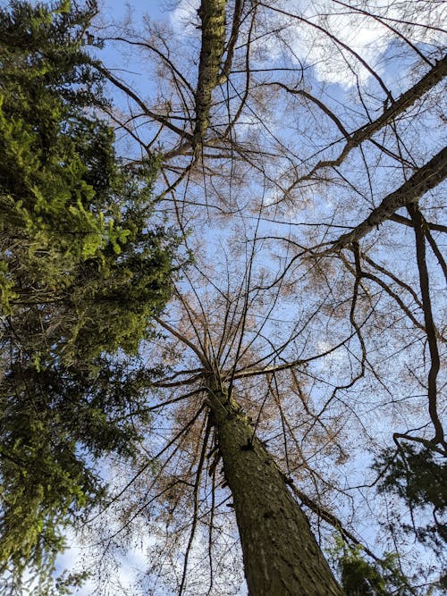 Gratis arkivbilde med blå himmel, bladløse trær, grønne trær