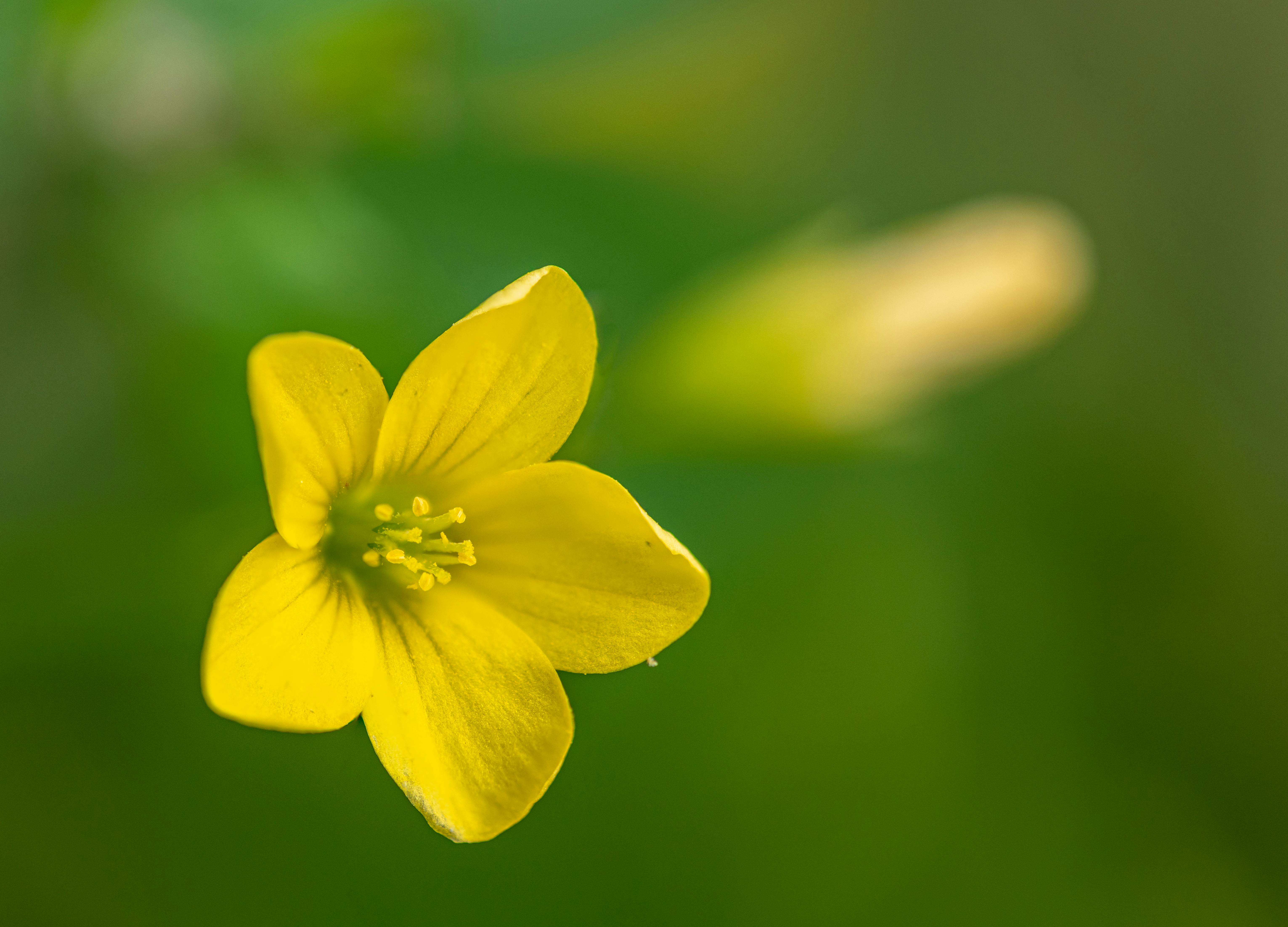 Woodsorrel Photos, Download The BEST Free Woodsorrel Stock Photos & HD ...