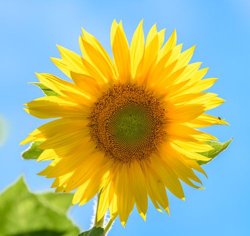 Free Close-up of a blooming sunflower with bright yellow petals against a clear blue sky. Stock Photo