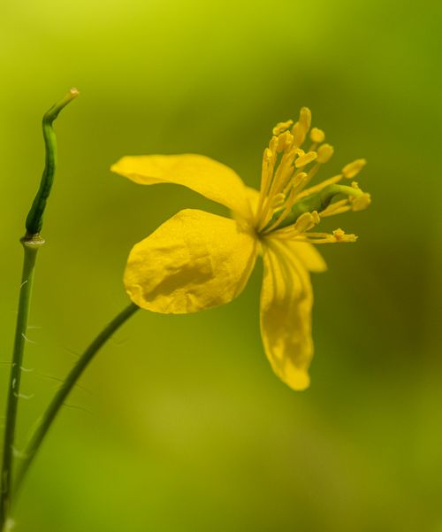 Free Close-up of a vibrant yellow Greater Celandine flower with delicate petals and vivid green background. Stock Photo