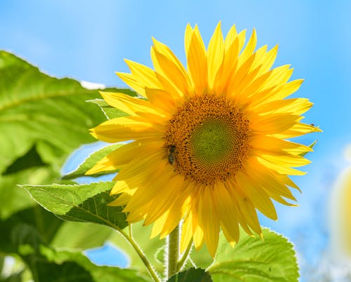 Yellow Sunflower in Close-Up Photography