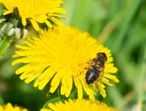Free stock photo of bee, fleur de pissenlit