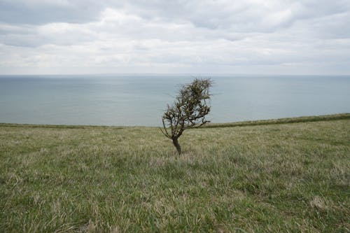 Imagine de stoc gratuită din arbore, câmp de iarbă, mare