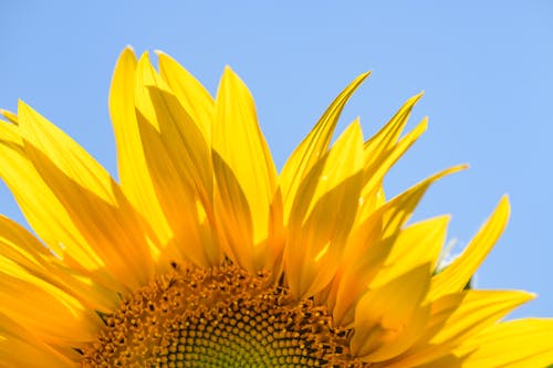 A Close-up Shot of a Yellow Sunflower Under the Blue Sky