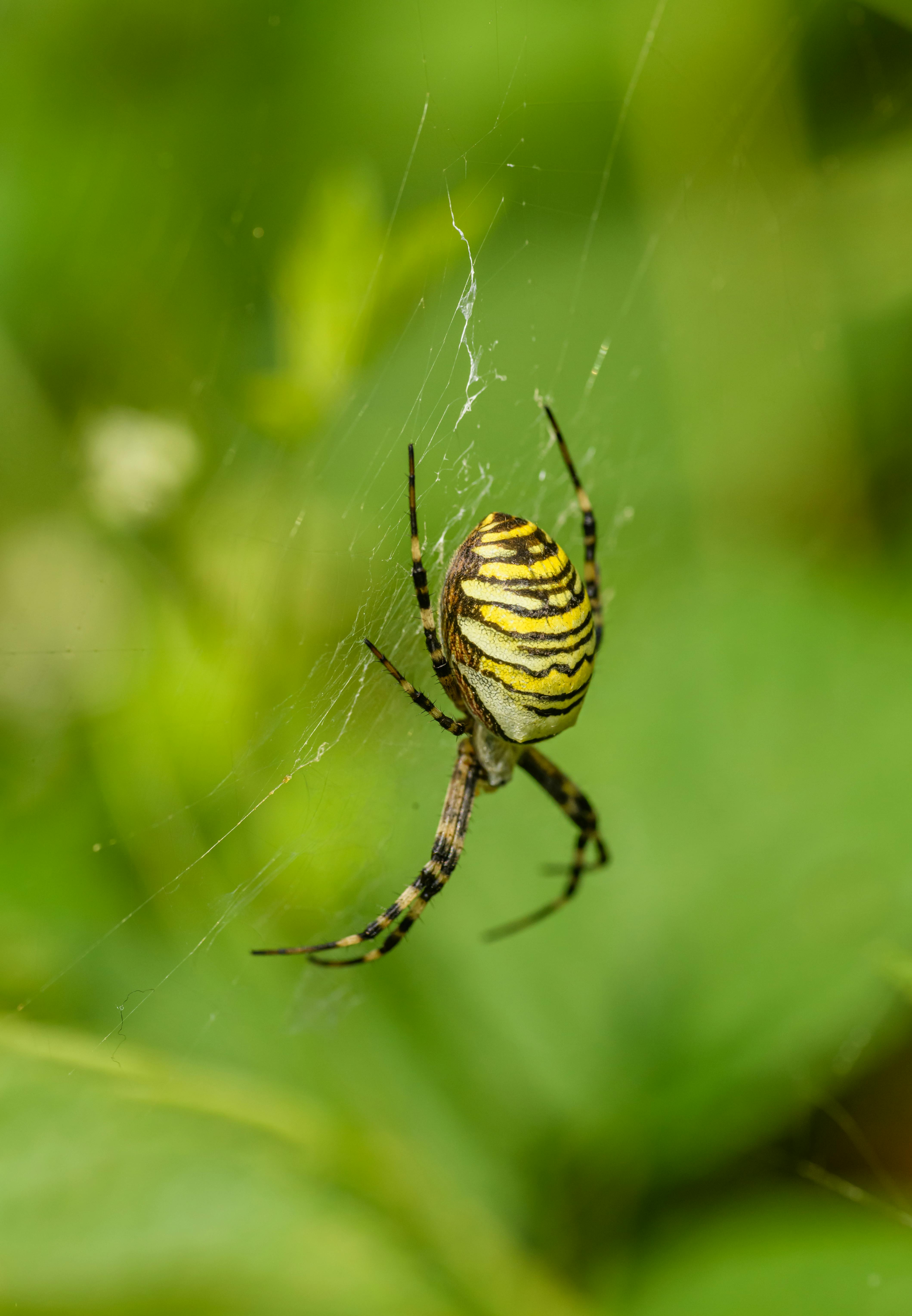 yellow and black spider on web in close up photography