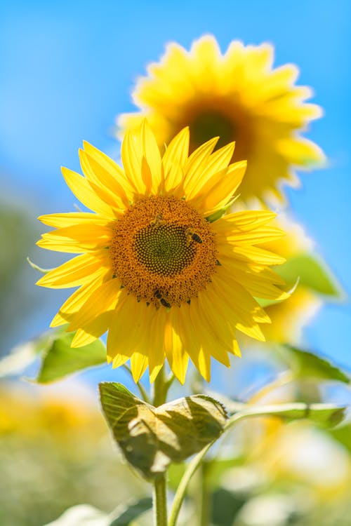 向日葵, 垂直拍攝, 增長 的 免費圖庫相片