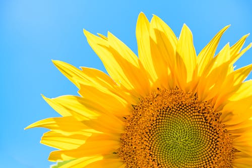 Free A Close-up Shot of a Yellow Sunflower in Full Bloom Stock Photo