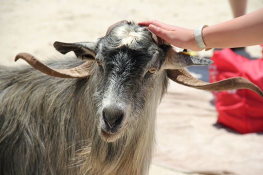 A goat with long horns being petted by a human hand outdoors.