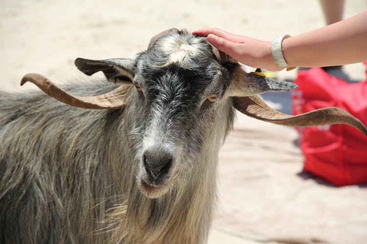 A Person's Hand Petting A Goat