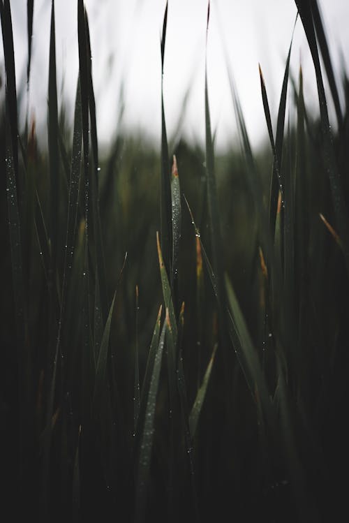 Dark green grass growing in field