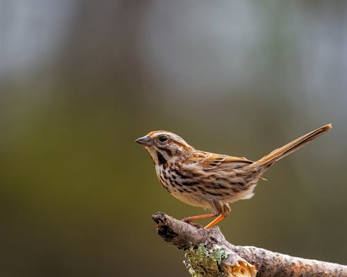 Free Little bunting with ornamental brown plumage sitting on rough tree twig on sunny day Stock Photo