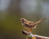 Little bunting with ornamental brown plumage sitting on rough tree twig on sunny day