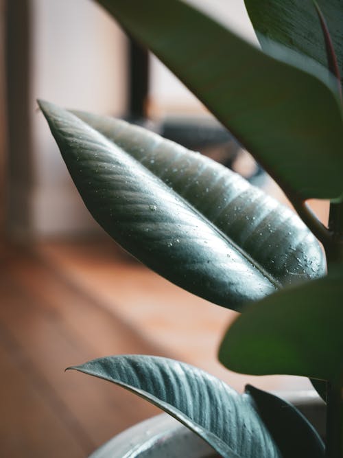 Wet Green Leaves of a Plant