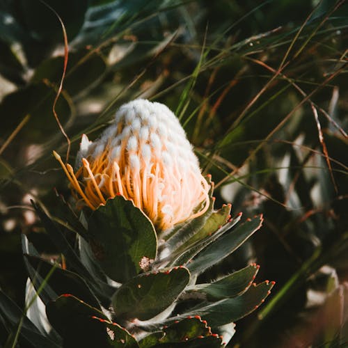 Sugarbushes in Close-Up Photography