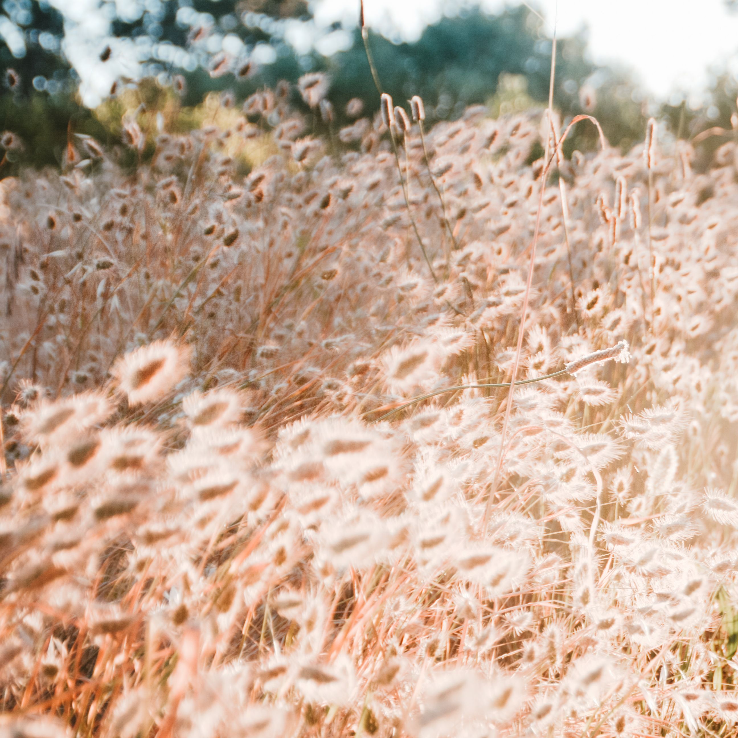 A serene field of hares tail grass sways in soft sunlight, creating a tranquil scene.