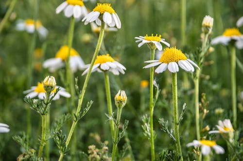 Gratis arkivbilde med åker, blomster, delikat