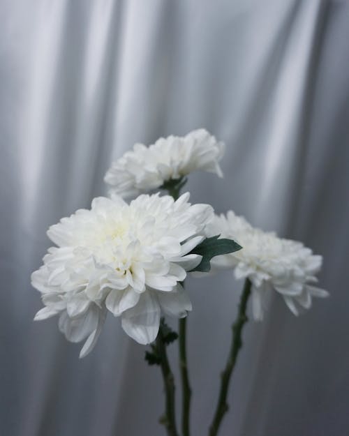 Free Close-Up Shot of Blooming White Chrysanthemum Flowers Stock Photo