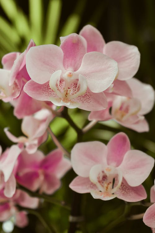 Close-Up Shot of Blooming Pink Orchids