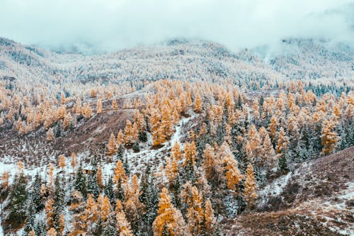 Бесплатное стоковое фото с гора, горная местность, заснеженные деревья