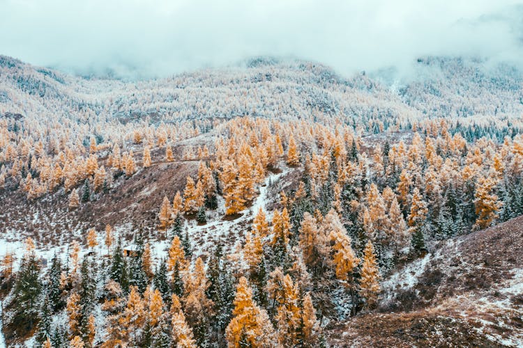 Aerial View Of Snow Covered Trees