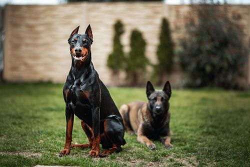 Free A Doberman and another dog in a grassy garden setting, Slovakia. Stock Photo