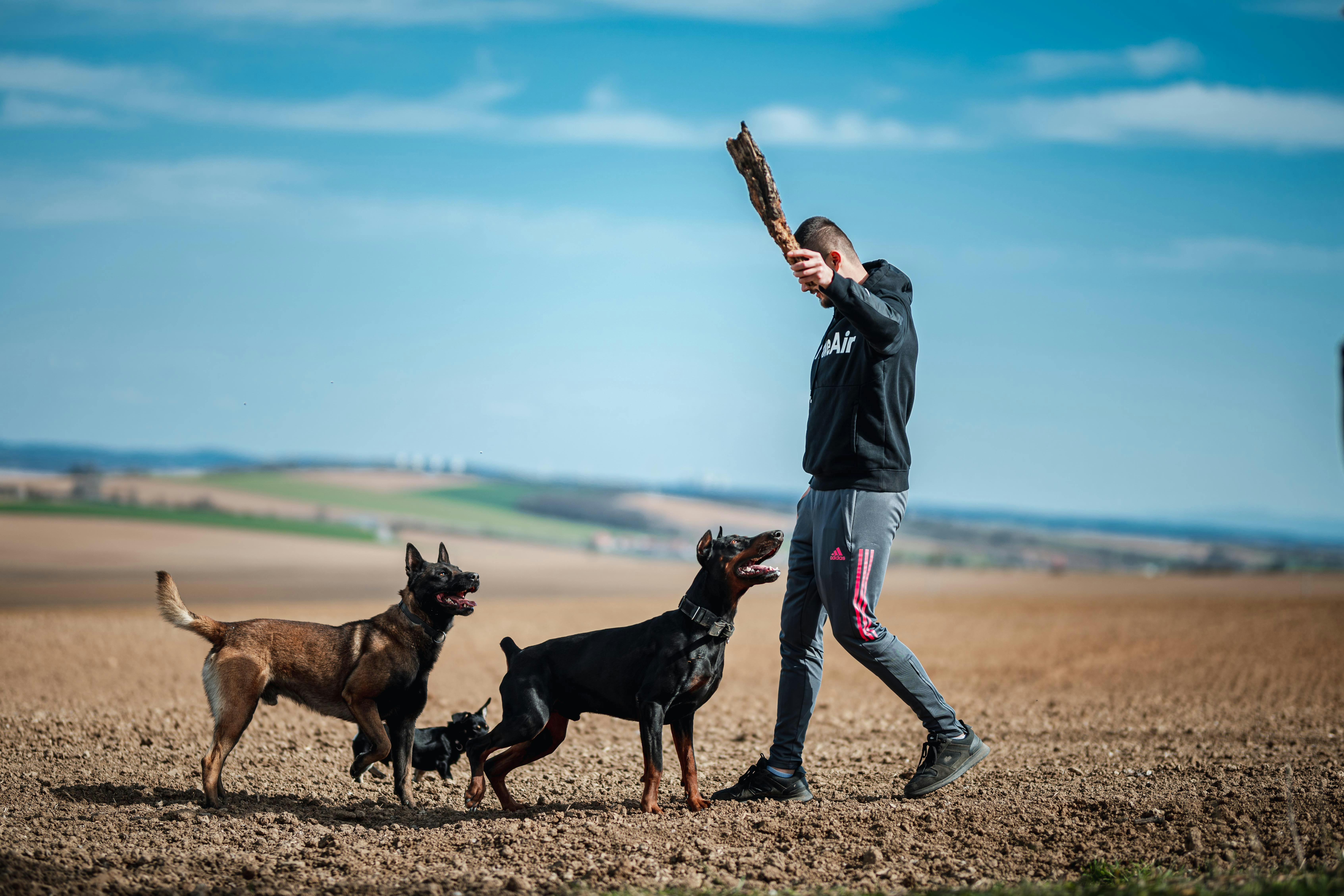 A Man Playing With His Three Dogs