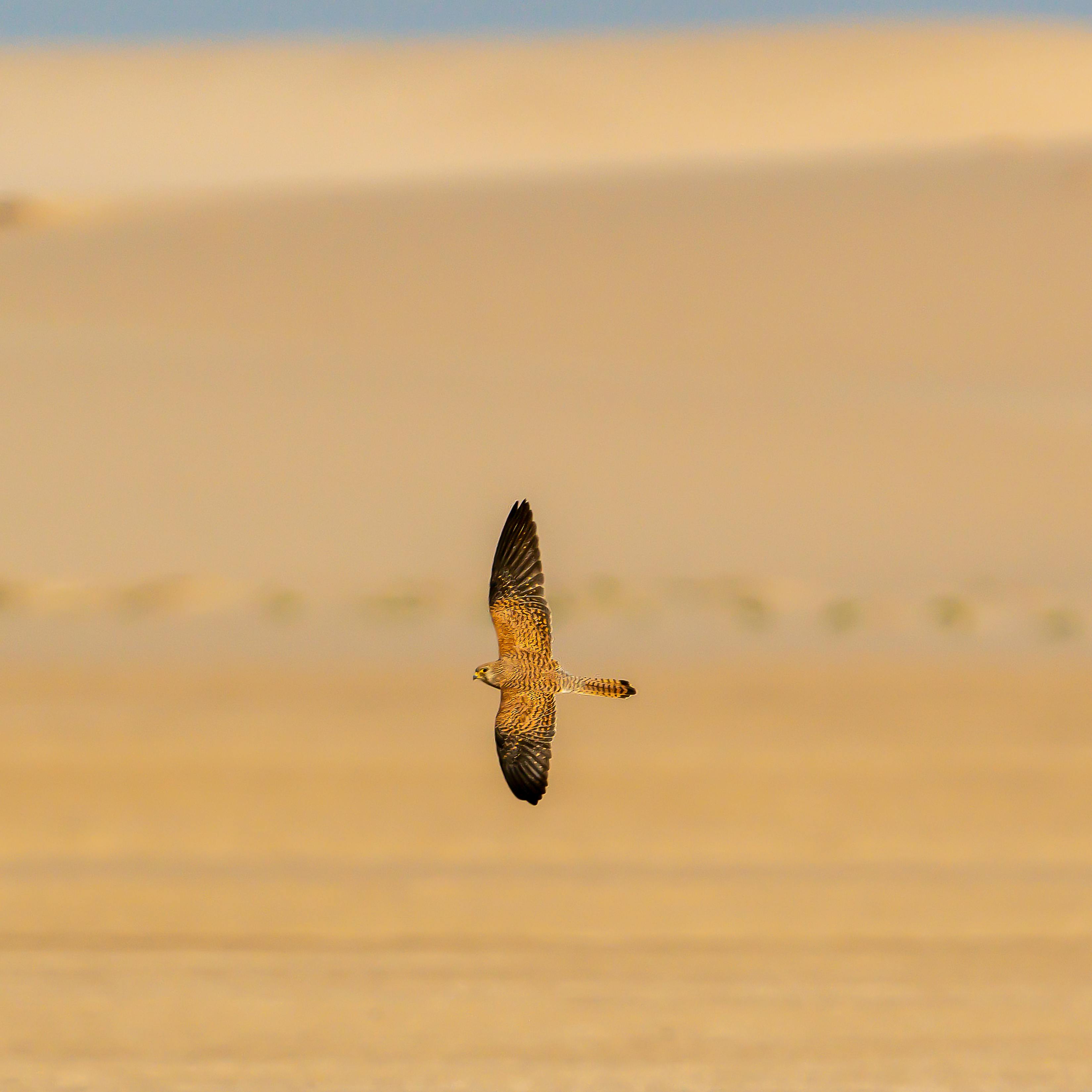 wild bird soaring in nature