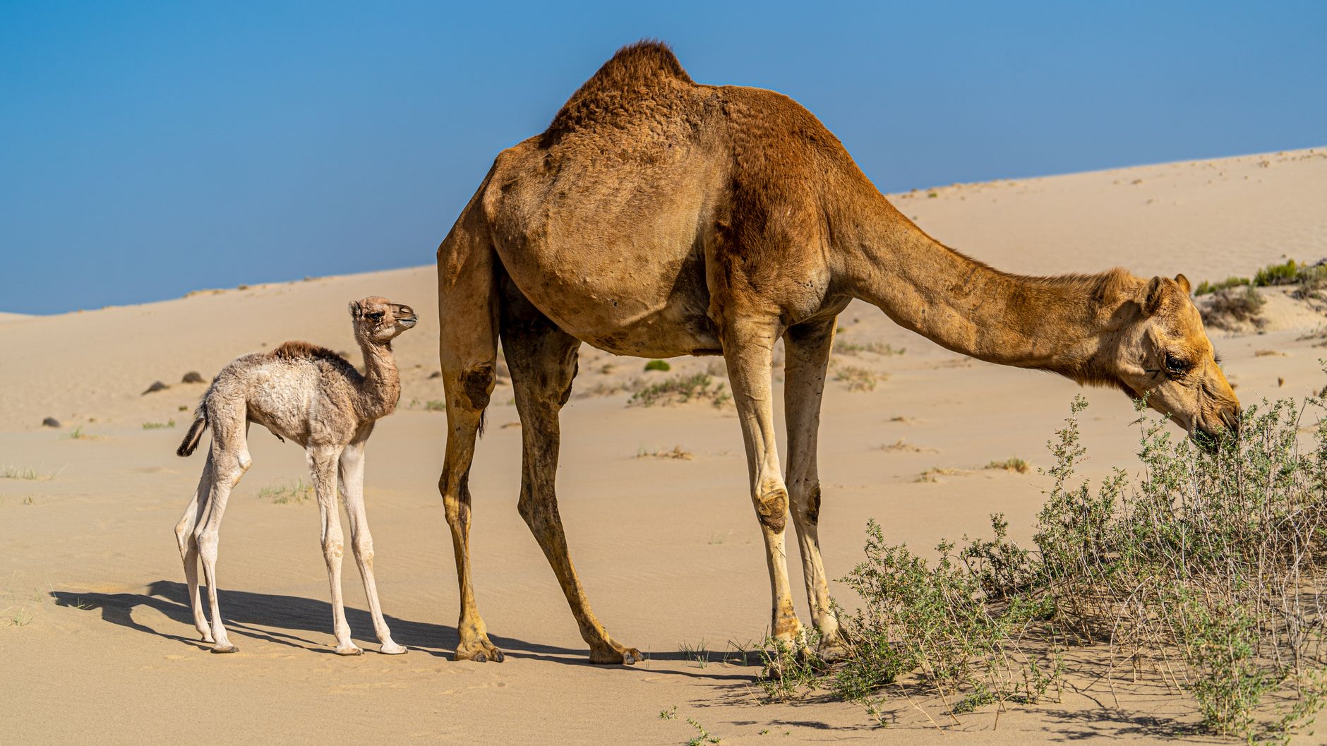 Brown camel with small baby eating green plant while standing on sandy ground in desert terrain on hot summer day