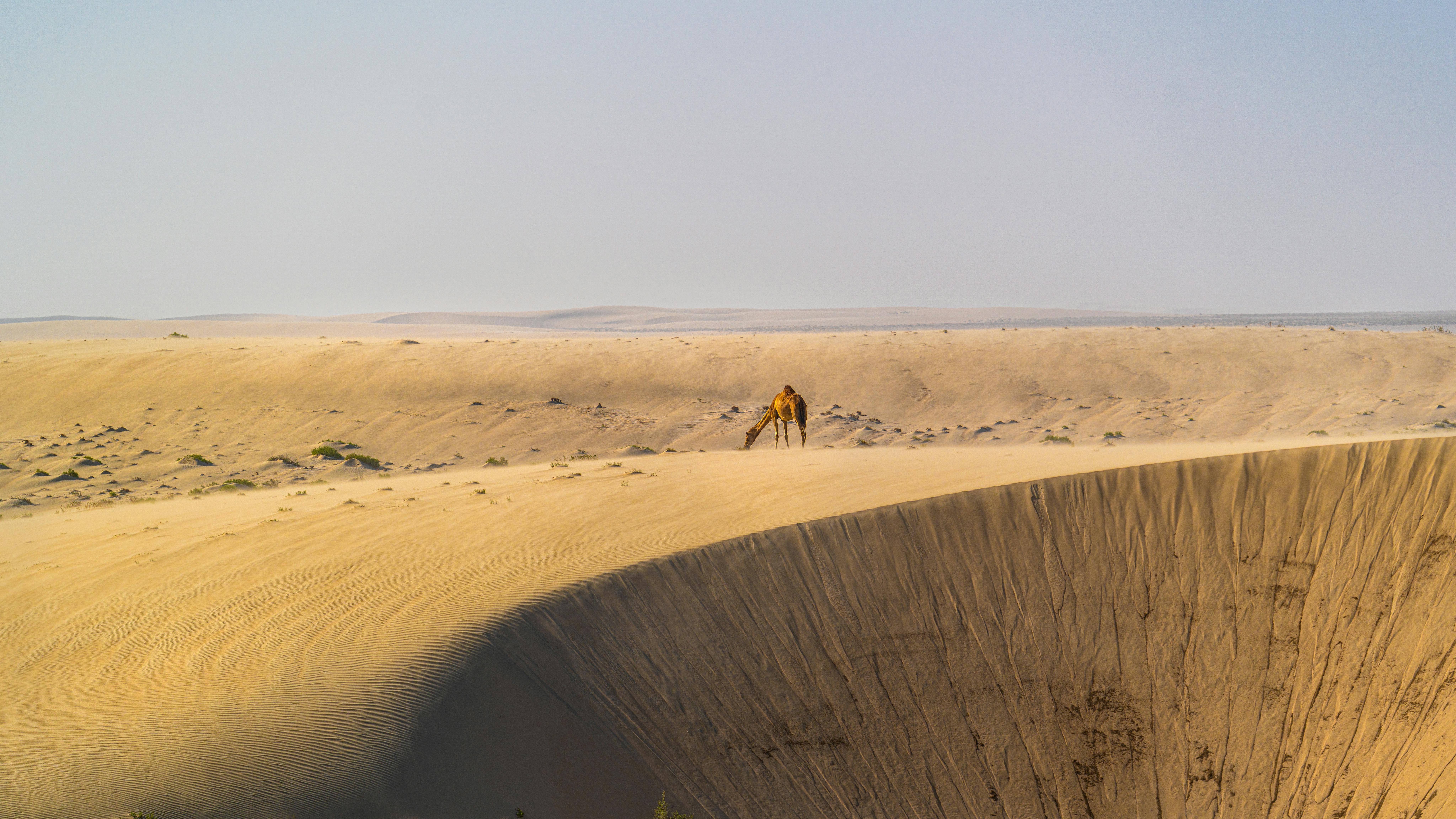 Camel in desert area in nature