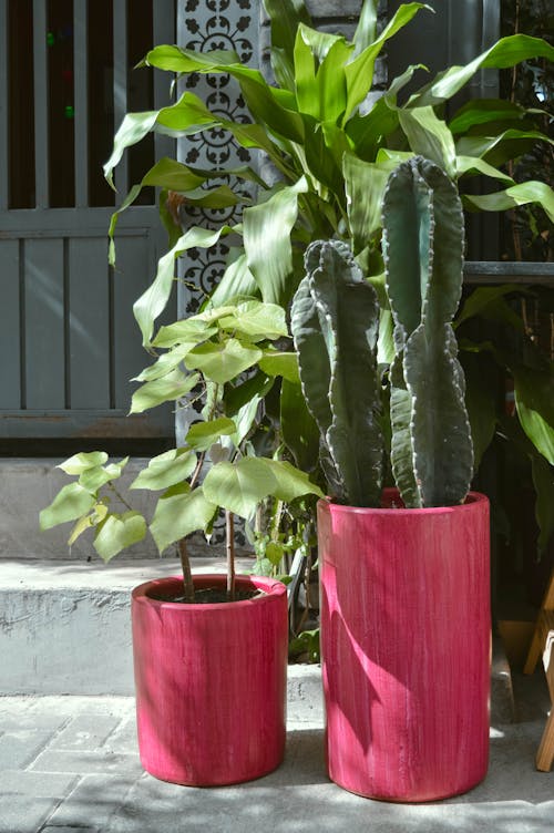 Free Photo of Plants in Red Pots Stock Photo