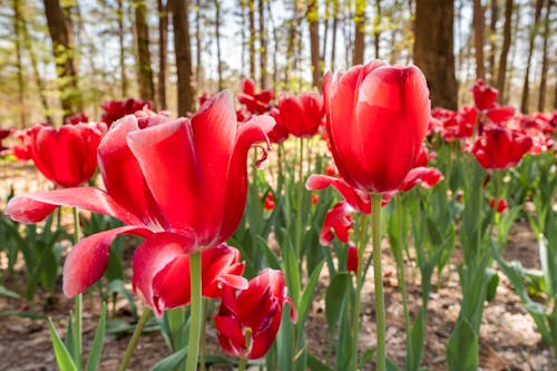 Foto stok gratis berkembang, bidang, bunga tulip