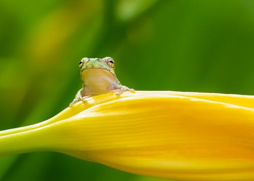 A Close-Up Shot of a Frog on a Yellow Flower