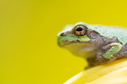A Close-Up Shot of a Frog