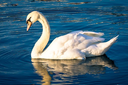 A White Swan on the Water