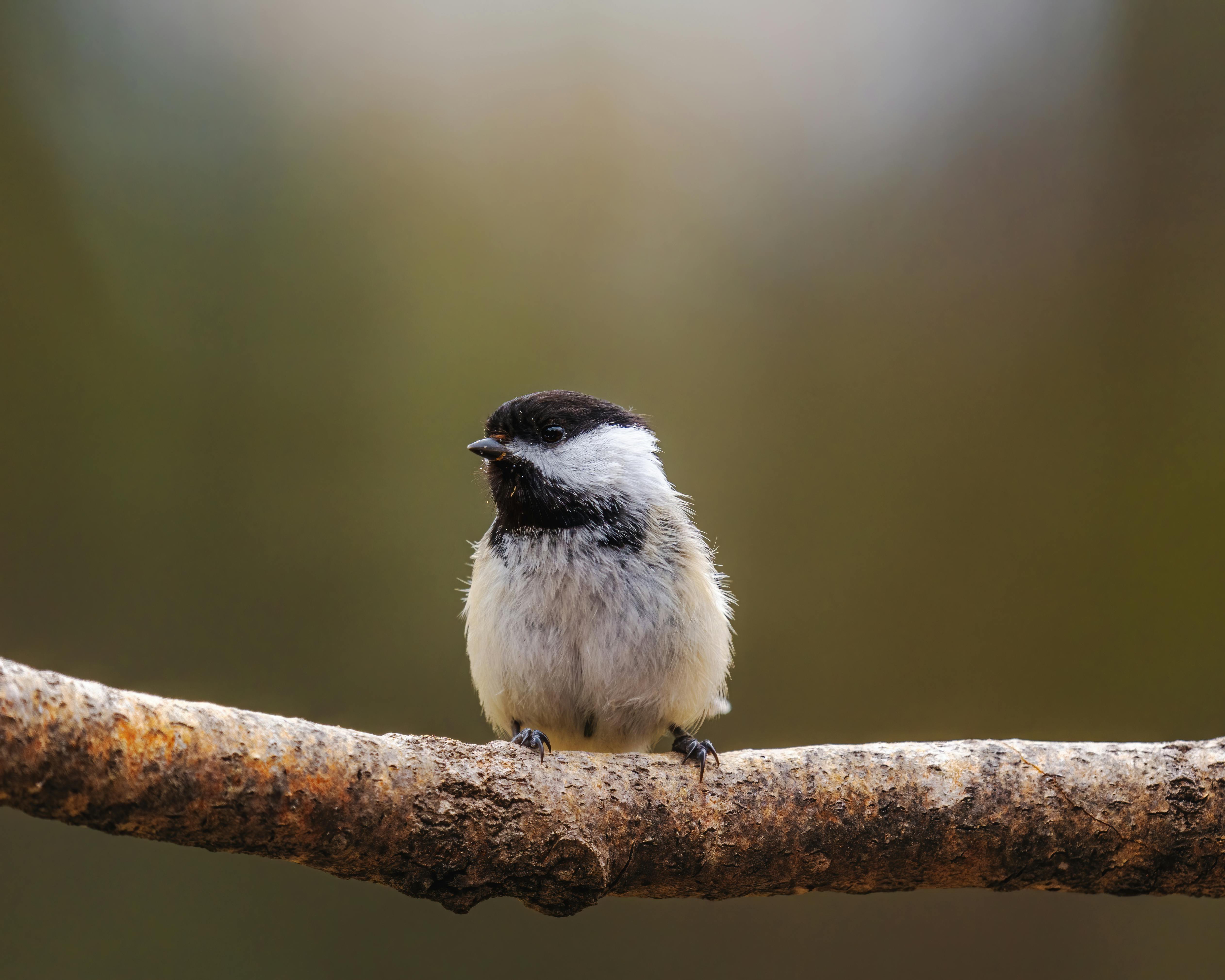 poecile resting on dry tree twig in sunlight