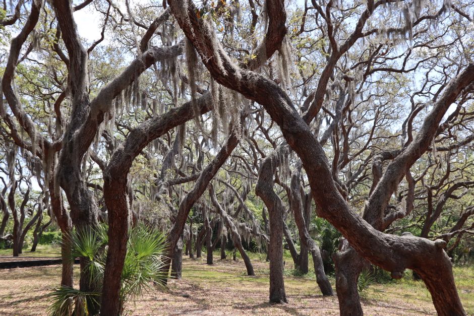 Peaceful forest scene with twisted oak trees and Spanish moss, capturing nature's tranquility.