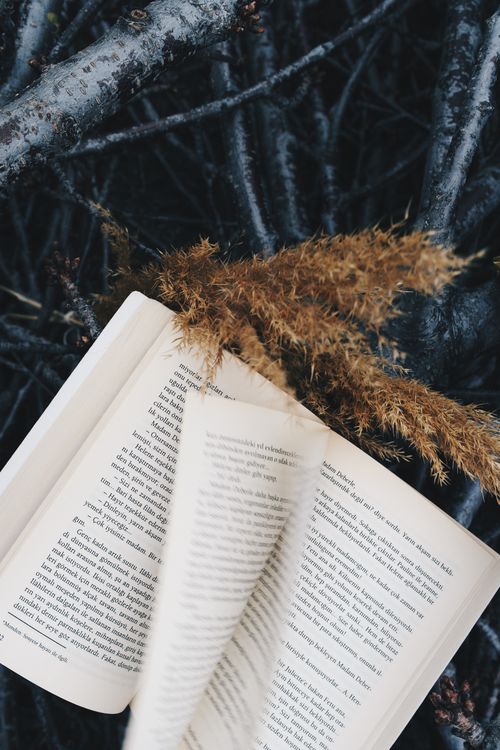 Free An open book resting on tree branches adorned with autumn leaves, creating a serene outdoor reading scene. Stock Photo