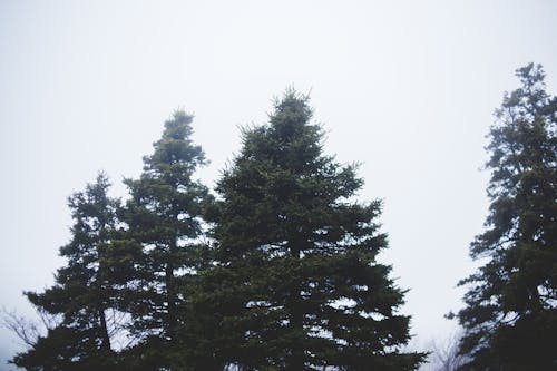 Huge coniferous tree in mist forest