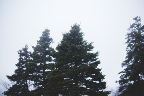 Free From below large dark evergreen coniferous fur trees in morning foggy forest with light blue sky Stock Photo
