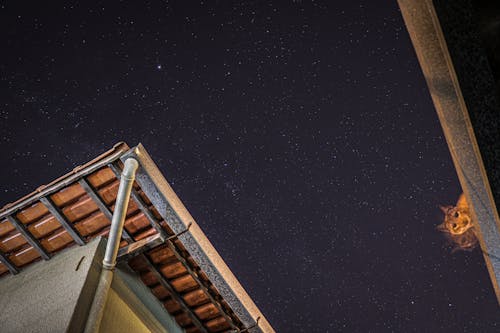 Free stock photo of astronomy, cat, cat at night