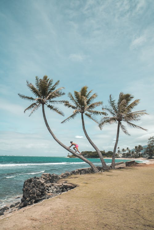 Side view of unrecognizable male tourist in shorts and cap climbing palm tree on sandy beach of turquoise wavy ocean during summer holidays