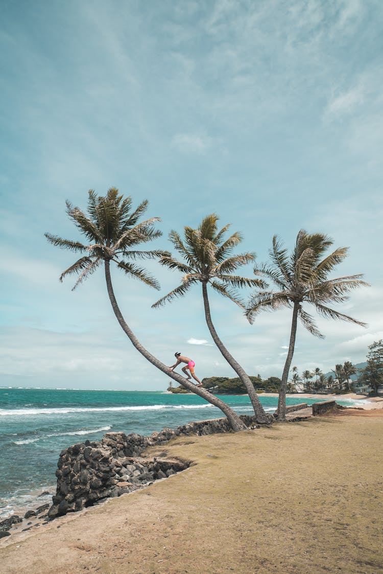 Anonymous Man Climbing Palm Tree On Seashore On Sunny Day