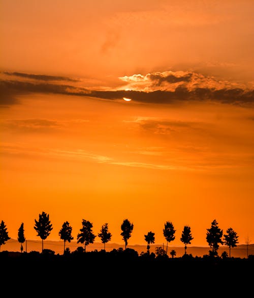 Foto profissional grátis de árvores, cênico, céu