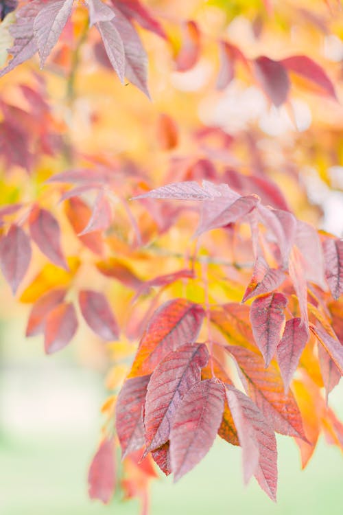 Free Brown Leaves of a Plant Stock Photo